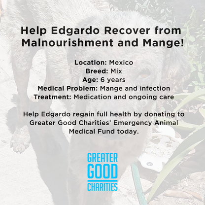 Funded: Help Edgardo Recover from Malnourishment and Mange