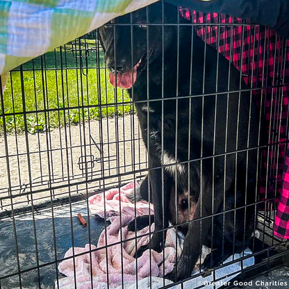 EMERGENCY FLIGHT: Help Fly Pets After Catastrophic Floods