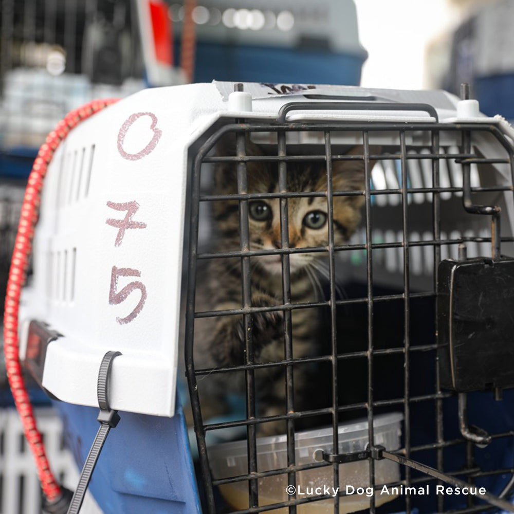 EMERGENCY EVACUATIONS: Fly Pets Out of Hurricane-Ravaged Shelters