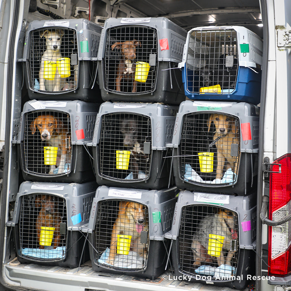 EMERGENCY EVACUATIONS: Fly Pets Out of Hurricane-Ravaged Shelters