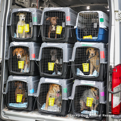 EMERGENCY EVACUATIONS: Fly Pets Out of Hurricane-Ravaged Shelters