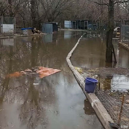 URGENT: Help Evacuate Shelter Pets From Flood Waters