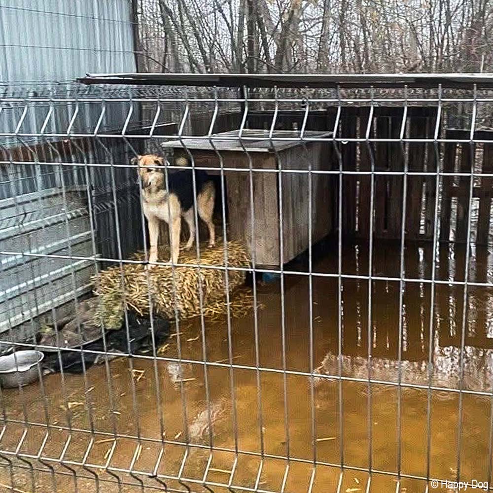 URGENT: Help Evacuate Shelter Pets From Flood Waters