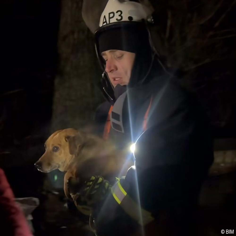 URGENT: Help Evacuate Shelter Pets From Flood Waters