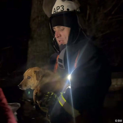 URGENT: Help Evacuate Shelter Pets From Flood Waters