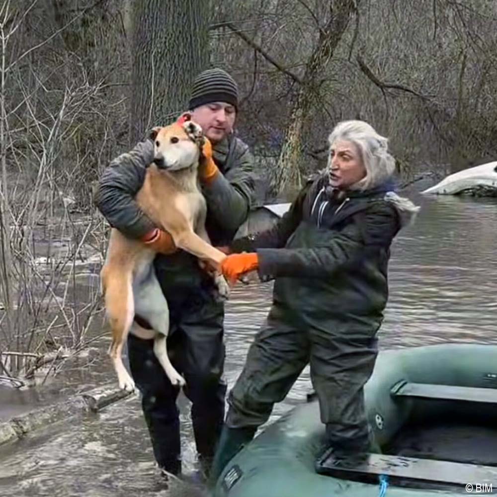 URGENT: Help Evacuate Shelter Pets From Flood Waters
