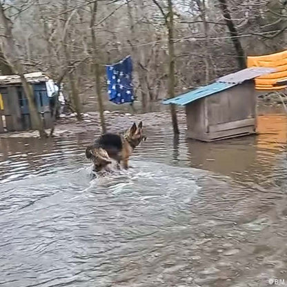 URGENT: Help Evacuate Shelter Pets From Flood Waters