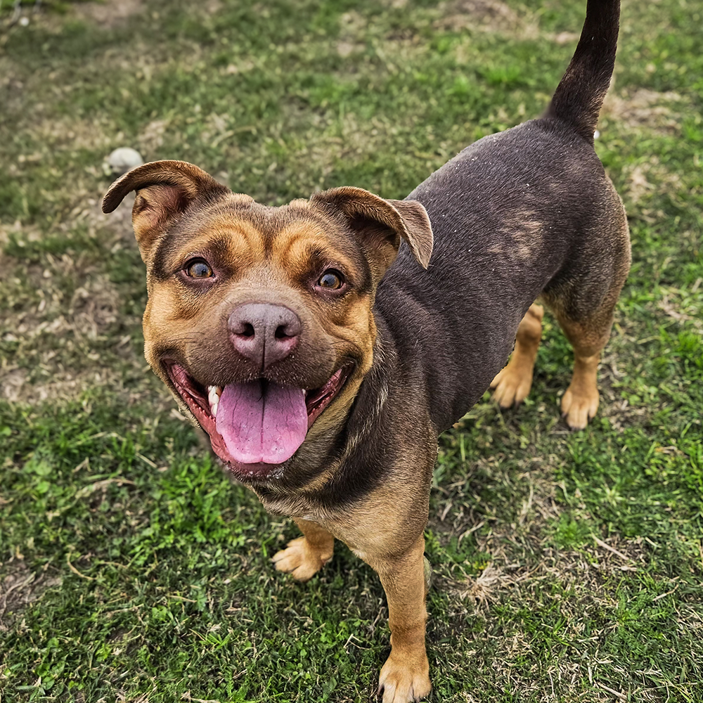Freedom Takes Flight: Flight To Freedom T-Shirt