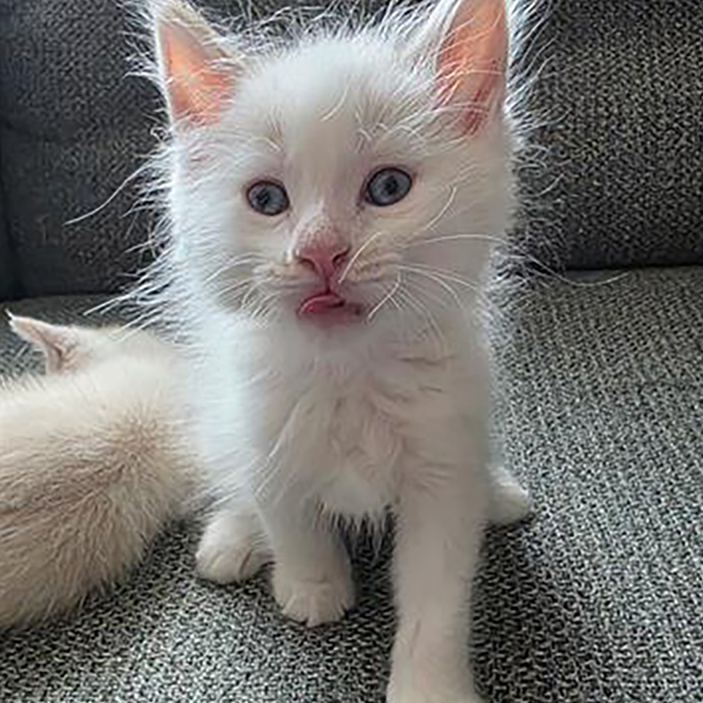 My Rescue Era: Flight To Freedom T-Shirt