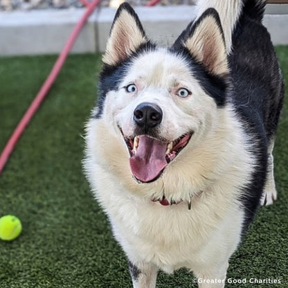 Emergency Flight to Freedom: Fly Shelter Pets Out of California Wildfires