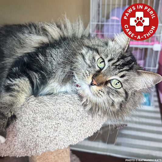Fatima's Severe Leg Wound Needs Urgent Care