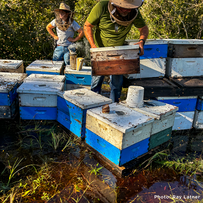 Help Feed Starving Bees
