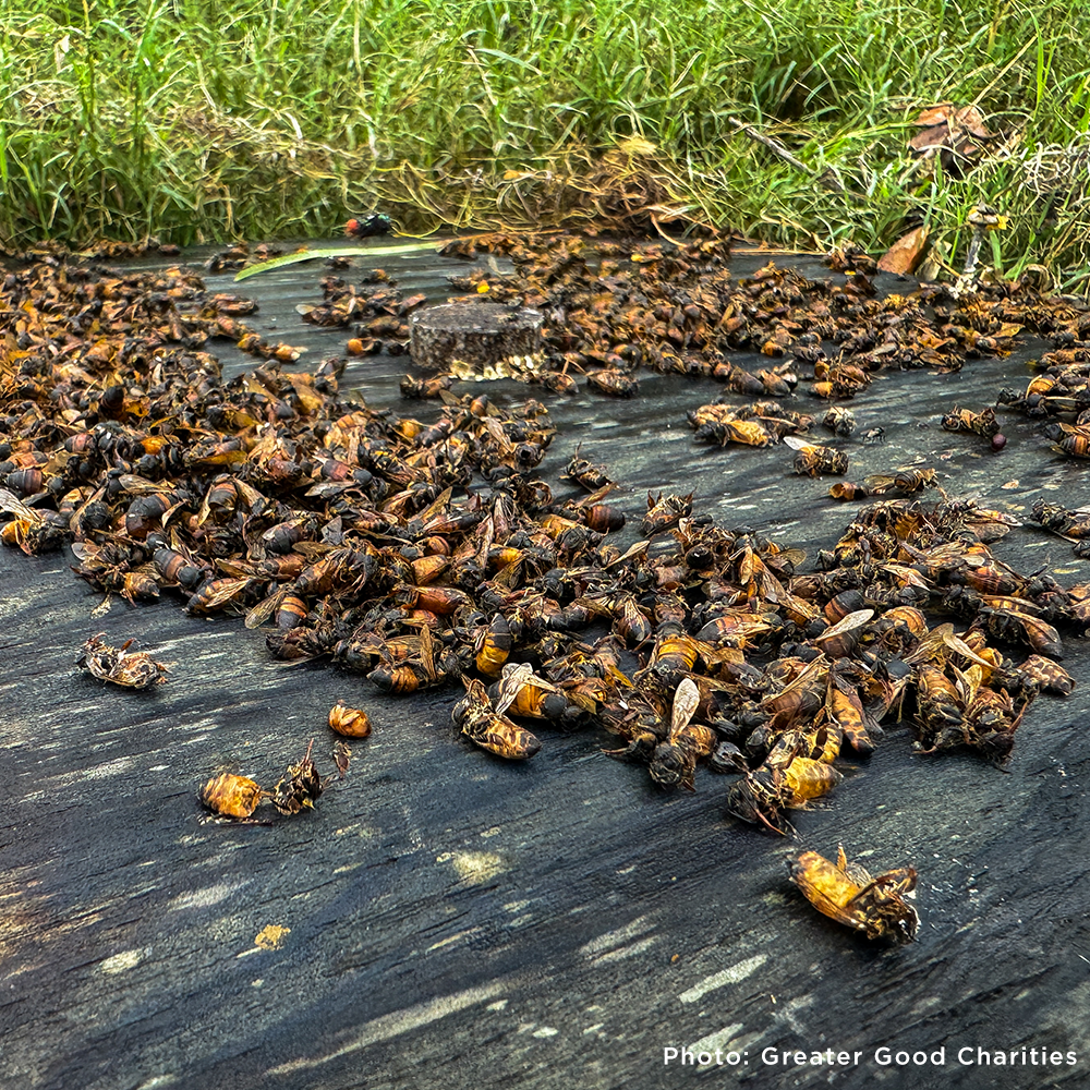 Help Feed Starving Bees