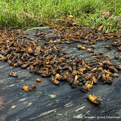 Help Feed Starving Bees
