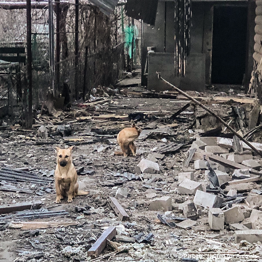 Crisis in Ukraine: Feed Starving and Abandoned Pets