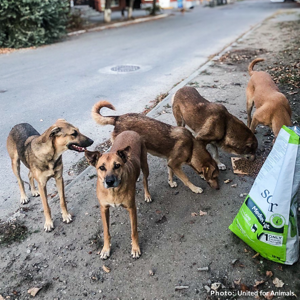 Crisis in Ukraine: Feed Starving and Abandoned Pets