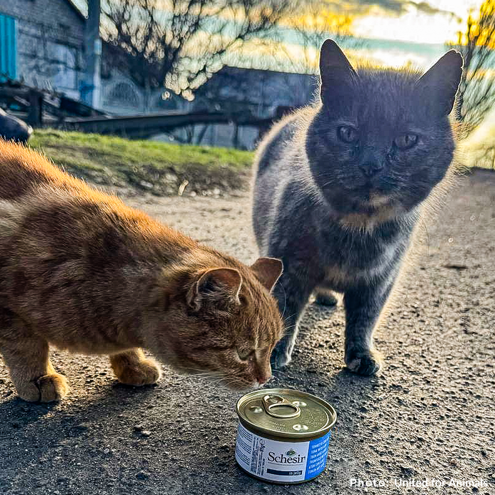 Crisis in Ukraine: Feed Starving and Abandoned Pets