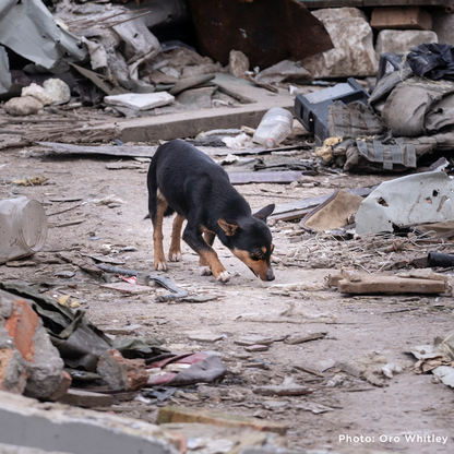 Crisis in Ukraine: Feed Starving and Abandoned Pets