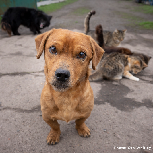 Crisis in Ukraine: Feed Starving and Abandoned Pets