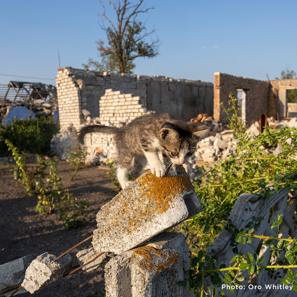 Crisis in Ukraine: Feed Starving and Abandoned Pets