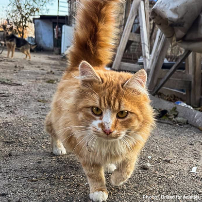 Crisis in Ukraine: Feed Starving and Abandoned Pets