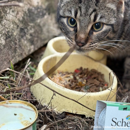 Crisis in Ukraine: Feed Starving and Abandoned Pets