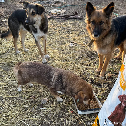 Crisis in Ukraine: Feed Starving and Abandoned Pets