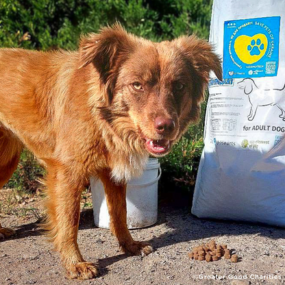 Ukraine Crisis: Feed Pets in Need