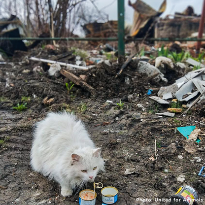 Crisis in Ukraine: Feed Hungry and Abandoned Pets