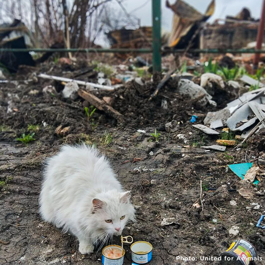 Crisis in Ukraine: Feed Hungry and Abandoned Pets