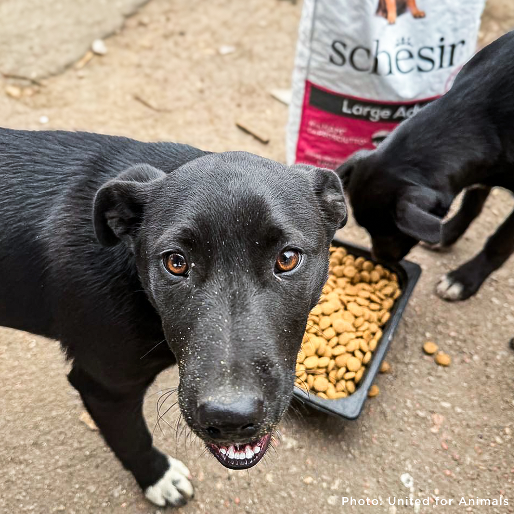 Crisis in Ukraine: Feed Hungry and Abandoned Pets