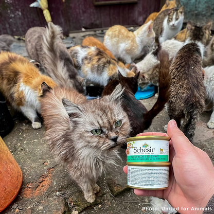 Crisis in Ukraine: Feed Hungry and Abandoned Pets
