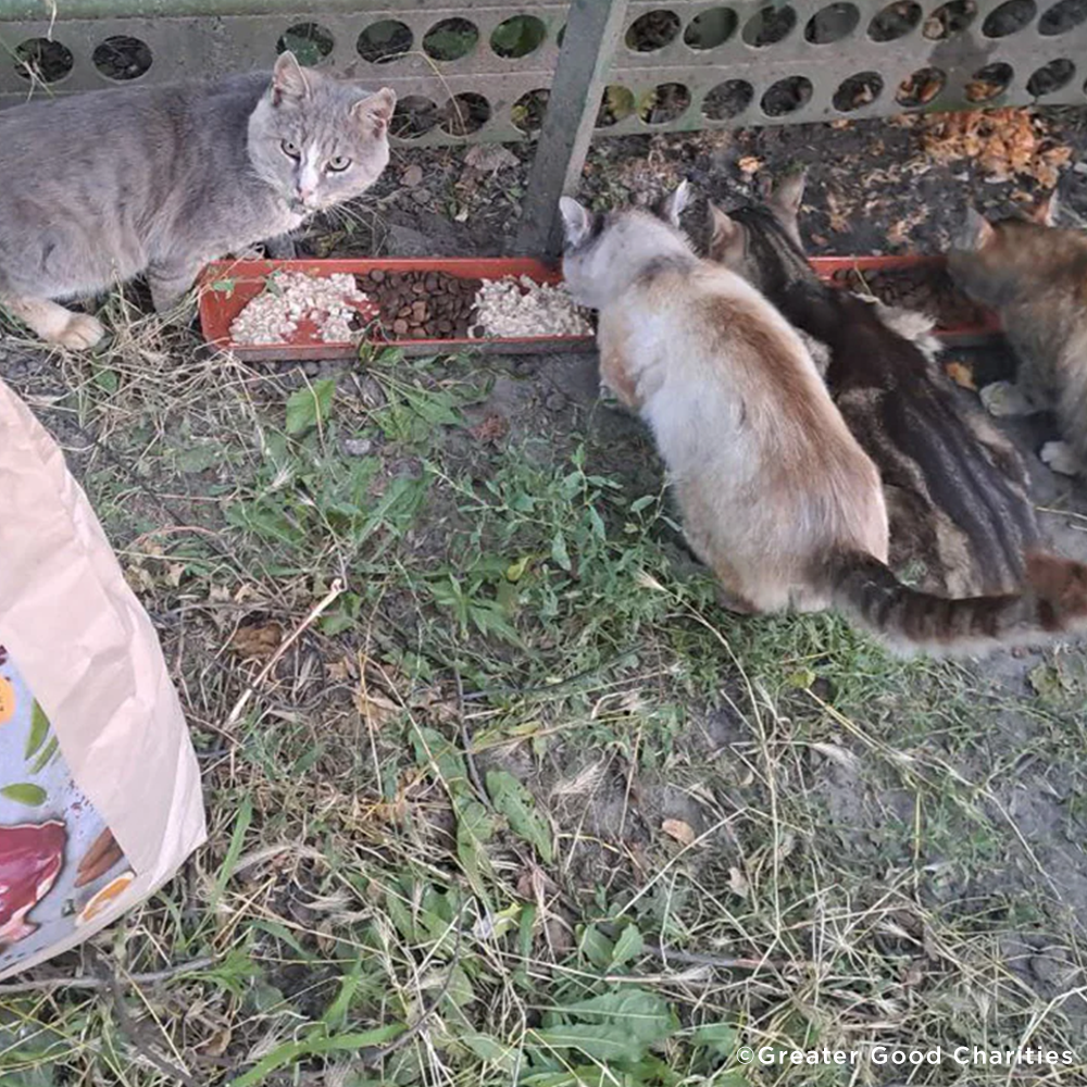 Ukraine Crisis: Feed Pets in Need