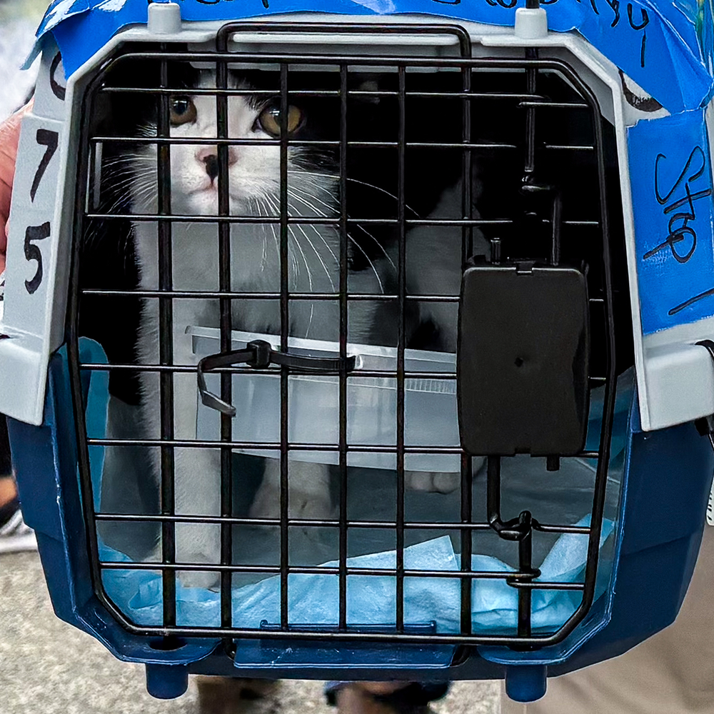 Help Fly Pets to Freedom