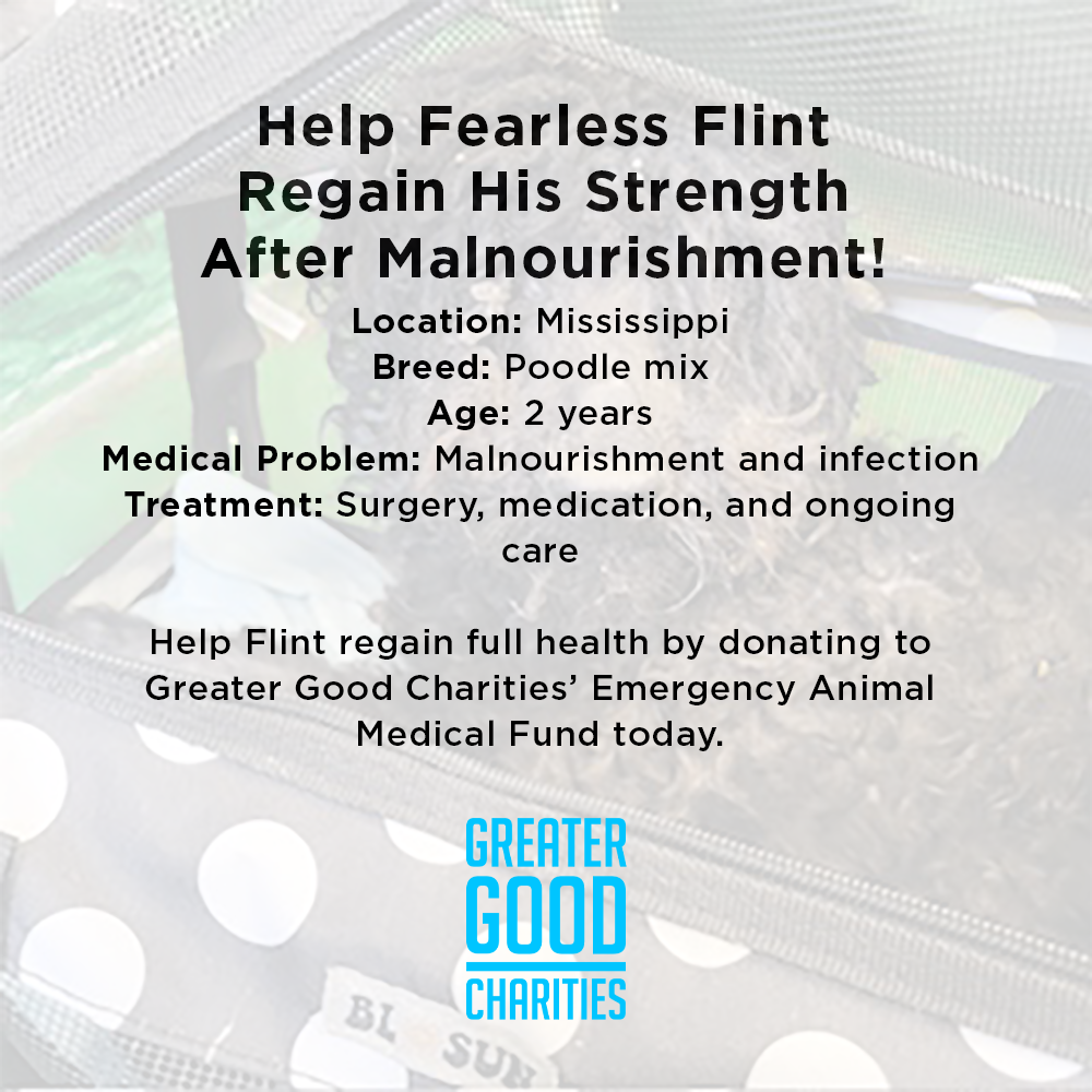 Funded: Help Fearless Flint Regain His Strength After Malnourishment