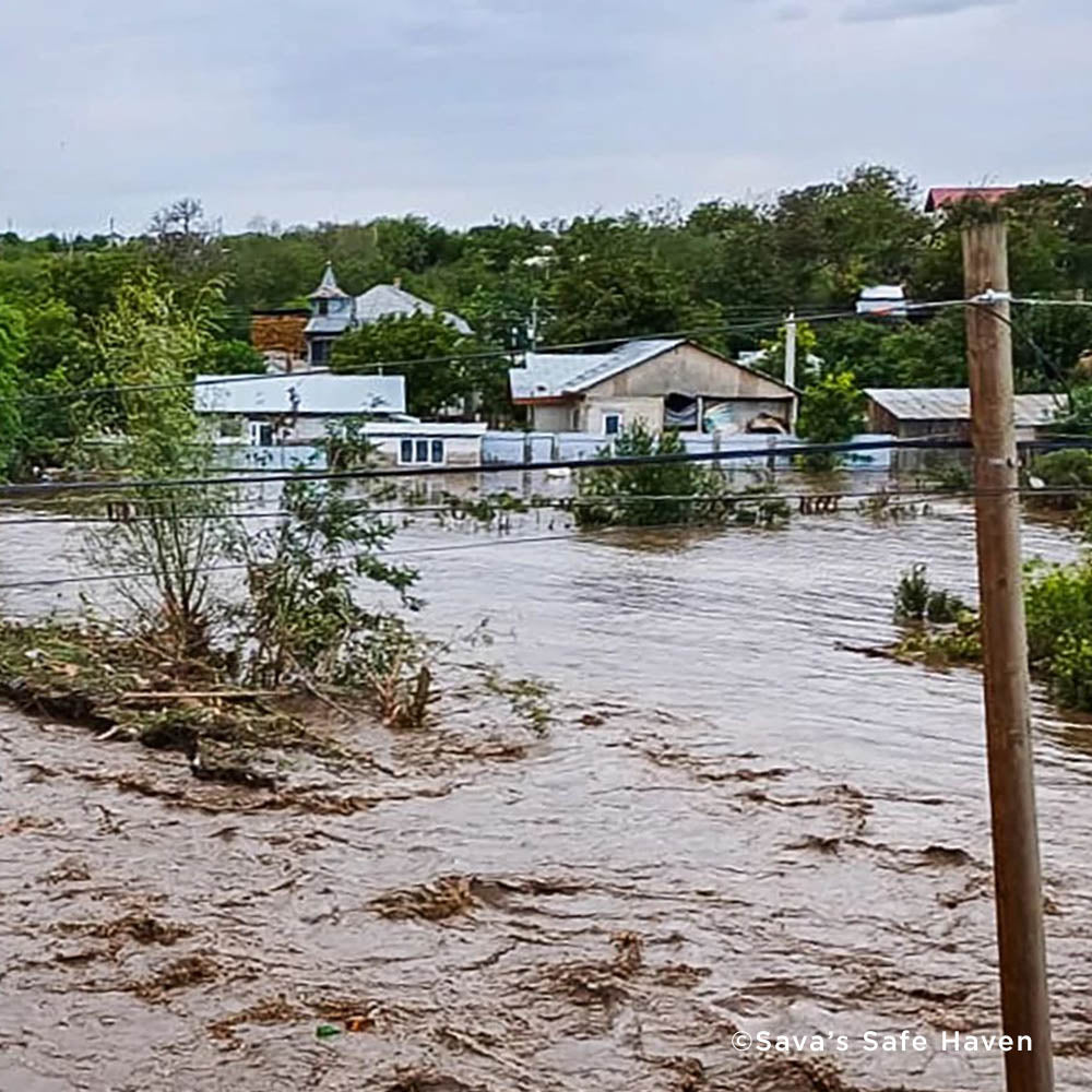 Help People and Pet Victims of Devastating Floods