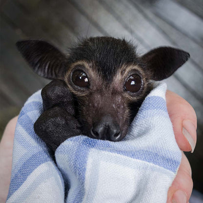 Funded: Save Flying Foxes Threatened By Australia Bushfires