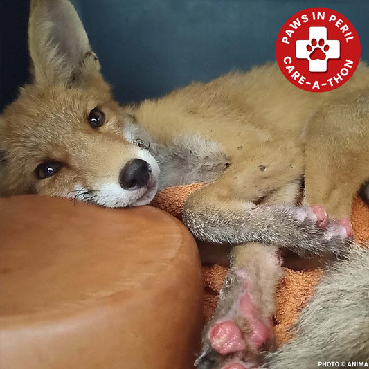 Young Fox with Burned Paws and Broken Leg Needs Urgent Care After Fleeing Wildfire