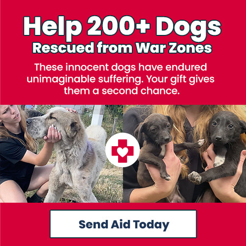 Help 200+ Dogs Rescued from War Zones donation by The Animal Rescue Site and GreaterGood, providing urgent aid, medical care, and second chances for displaced rescue dogs.