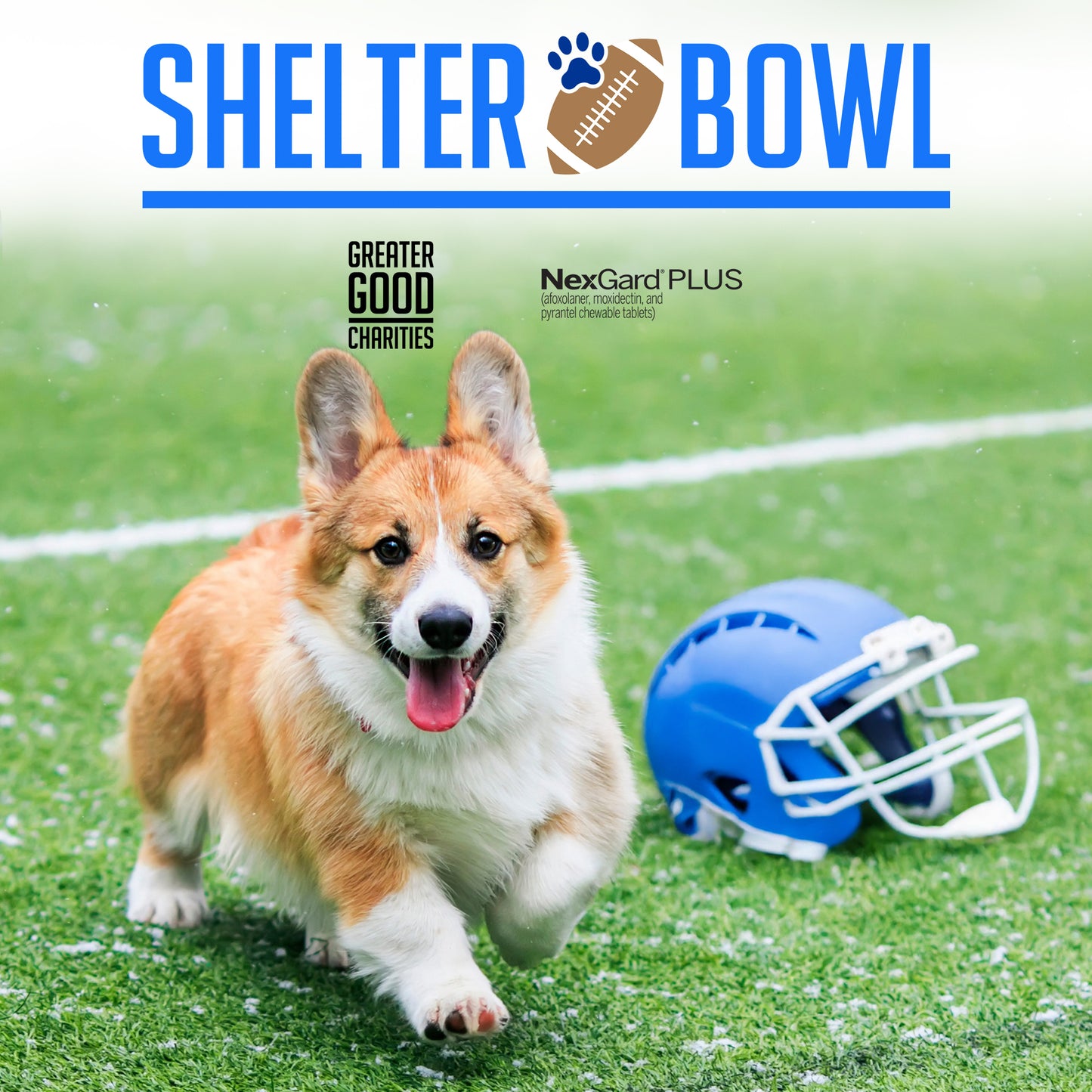 Shelter Bowl 2025: Feed Hungry Shelter Pets | Donations Matched!