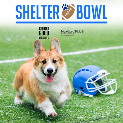 Shelter Bowl 2025: Feed Hungry Shelter Pets | Donations Matched!