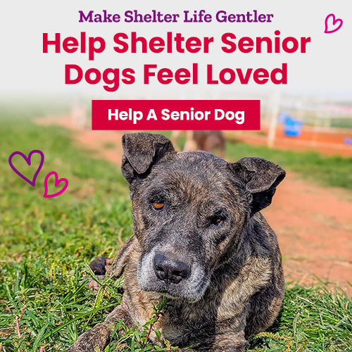 Help Shelter Senior Dogs Feel Loved donation by The Animal Rescue Site and GreaterGood, supporting comfort and care for aging shelter dogs with compassion and dignity.
