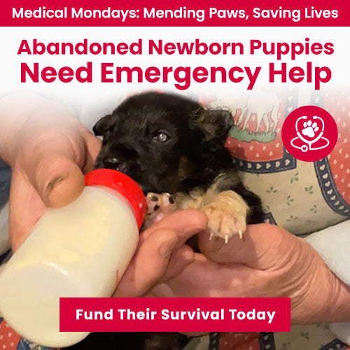 Abandoned Newborn Puppies Need Emergency Help donation by The Animal Rescue Site and GreaterGood, supporting lifesaving medical care and nourishment for vulnerable newborn rescue puppies.