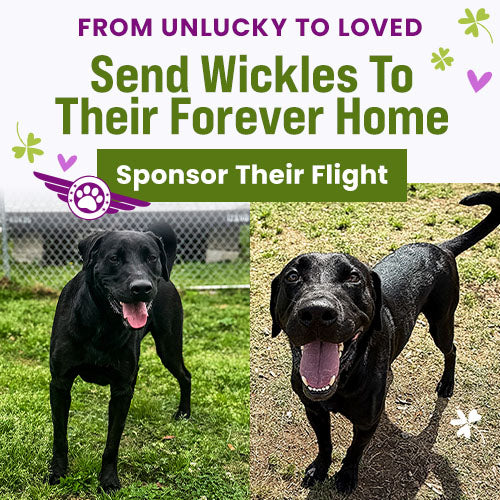 Give Shelter Pets Wings: Fund the Flight donation from The Animal Rescue Site and GreaterGood. Support rescue flights helping shelter dogs reach safety and adoption opportunities.