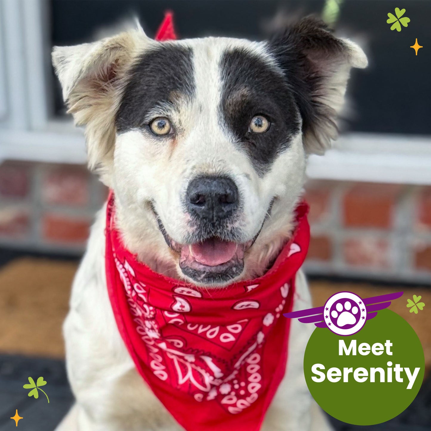 Help Fly Pets to Freedom