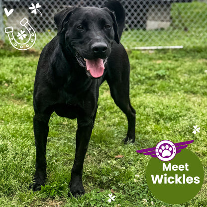 Help Fly Pets to Freedom