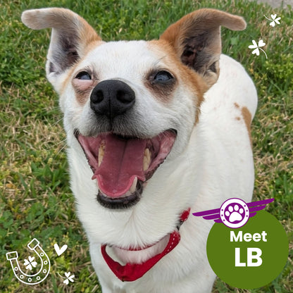 Help Fly Pets to Freedom