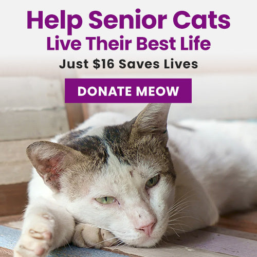 Help Senior Cats Live Their Best Life donation from The Animal Rescue Site and GreaterGood, supporting lifesaving care for senior shelter cats with food, medical treatment, and comfort.