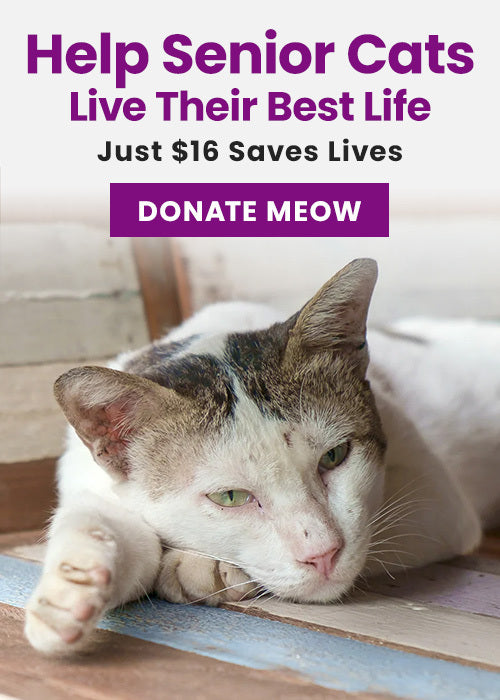 Help Senior Cats Live Their Best Life donation from The Animal Rescue Site and GreaterGood, supporting lifesaving care for senior shelter cats with food, medical treatment, and comfort.
