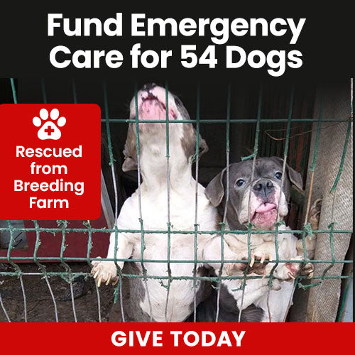 54 Dogs Need Emergency Care donation by The Animal Rescue Site and GreaterGood, raising urgent aid to provide medical treatment, rescue support, and recovery for dozens of dogs in critical condition.